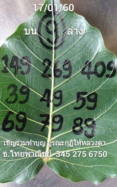 เลขจากใบโพธิ์17/1/2560