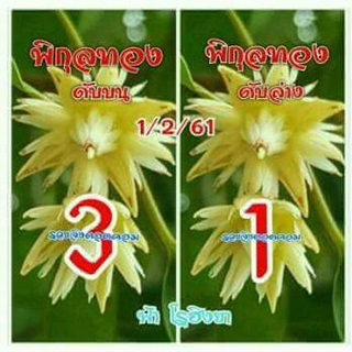 เลขดับพิกุลทอง 1/2/61, เลขดับพิกุลทอง 1-2-61, เลขดับพิกุลทอง 1 ก.พ. 61, เลขดับ, เลขดับพิกุลทอง