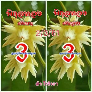 เลขดับพิกุลทอง 2/3/61, เลขดับพิกุลทอง 2-3-61, เลขดับพิกุลทอง 2 มี.ค. 61, เลขดับ, เลขดับพิกุลทอง