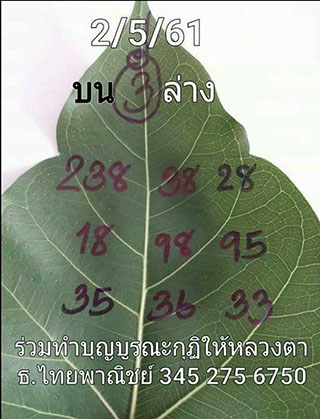 เลขใบโพธิ์2/5/61, เลขใบโพธิ์2-5-61, เลขใบโพธิ์2 พฤษภาคม 61