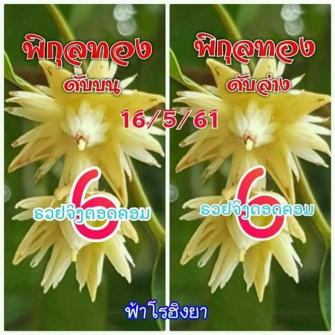 เลขดับพิกุลทอง 16/5/61, เลขดับพิกุลทอง 16-5-61, เลขดับพิกุลทอง 16 พ.ค. 61, เลขดับ, เลขดับพิกุลทอง