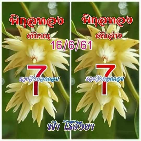 เลขดับพิกุลทอง 16/6/61, เลขดับพิกุลทอง 16-6-61, เลขดับพิกุลทอง 16 มิ.ย. 61, เลขดับ, เลขดับพิกุลทอง