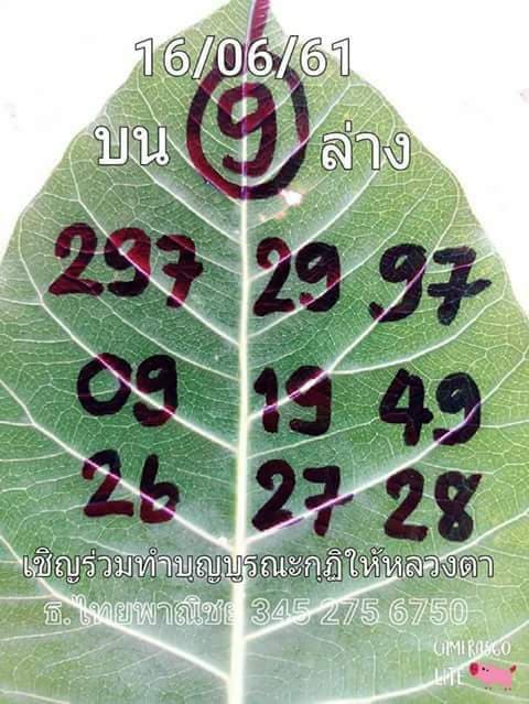 เลขใบโพธิ์16/6/61, เลขใบโพธิ์16-6-61, เลขใบโพธิ์16 มิถุนายน 61