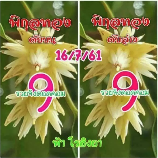 เลขดับพิกุลทอง 16/7/61, เลขดับพิกุลทอง 16-7-61, เลขดับพิกุลทอง 16 ก.ค. 61, เลขดับ, เลขดับพิกุลทอง