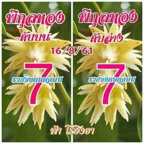 เลขดับพิกุลทอง 16/8/61, เลขดับพิกุลทอง 16-8-61, เลขดับพิกุลทอง 16 ส.ค. 61, เลขดับ, เลขดับพิกุลทอง