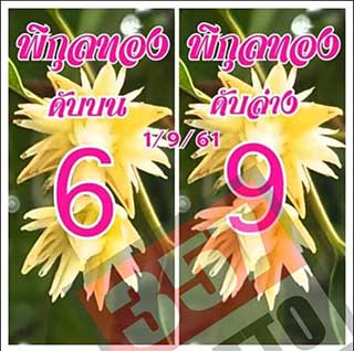 เลขดับพิกุลทอง 1/9/61, เลขดับพิกุลทอง 1-9-61, เลขดับพิกุลทอง 1 ก.ย. 61, เลขดับ, เลขดับพิกุลทอง