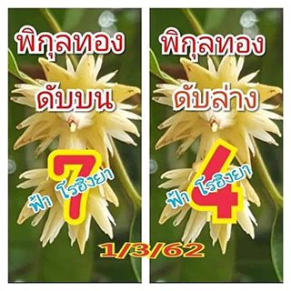 เลขดับพิกุลทอง 1/3/62, เลขดับพิกุลทอง 1-3-62, เลขดับพิกุลทอง 1 มี.ค. 62, เลขดับ, เลขดับพิกุลทอง