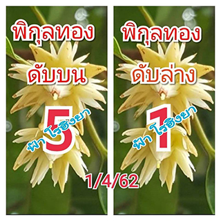 เลขดับพิกุลทอง 1/4/62, เลขดับพิกุลทอง 1-4-62, เลขดับพิกุลทอง 1 เม.ย. 62, เลขดับ, เลขดับพิกุลทอง