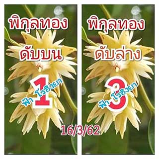 เลขดับพิกุลทอง 16/3/62, เลขดับพิกุลทอง 16-3-62, เลขดับพิกุลทอง 16 มี.ค. 62, เลขดับ, เลขดับพิกุลทอง