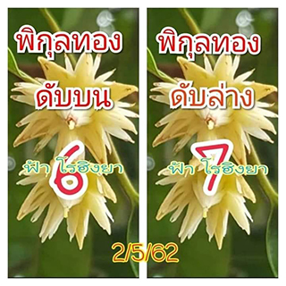 เลขดับพิกุลทอง 2/5/62, เลขดับพิกุลทอง 2-5-62, เลขดับพิกุลทอง 2 พ.ค. 62, เลขดับ, เลขดับพิกุลทอง