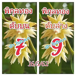 เลขดับพิกุลทอง 16/5/62, เลขดับพิกุลทอง 16-5-62, เลขดับพิกุลทอง 16 พ.ค. 62, เลขดับ, เลขดับพิกุลทอง