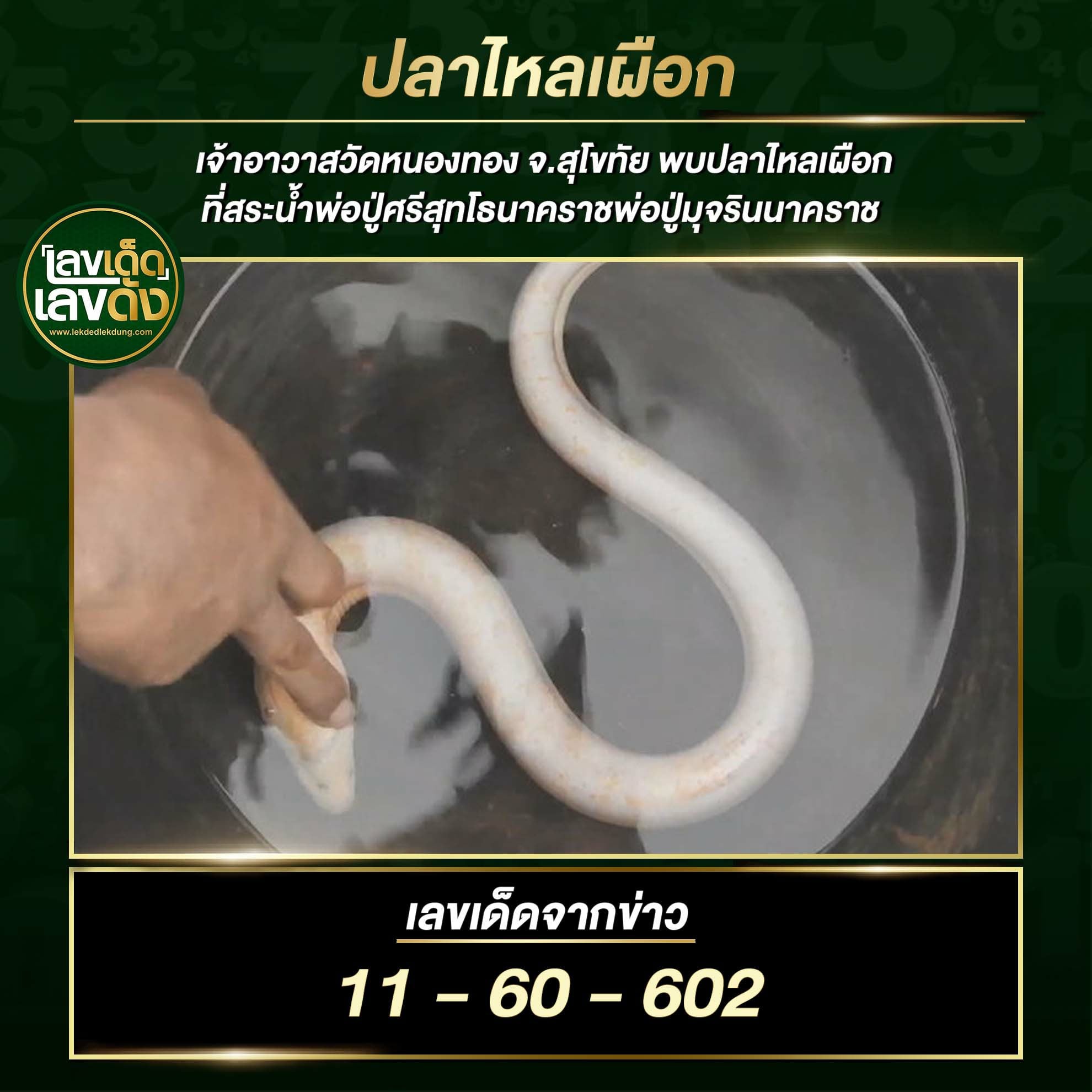 เลขเด็ดคำชะโนด  1/8/64