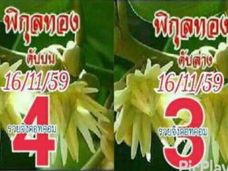 เลขดับพิกุลทอง16/11/2559