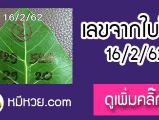 เลขใบโพธิ์16/2/62