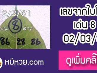 เลขใบโพธิ์2/3/61